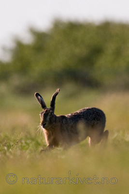 BB 11 0278 / Lepus europaeus / Sørhare